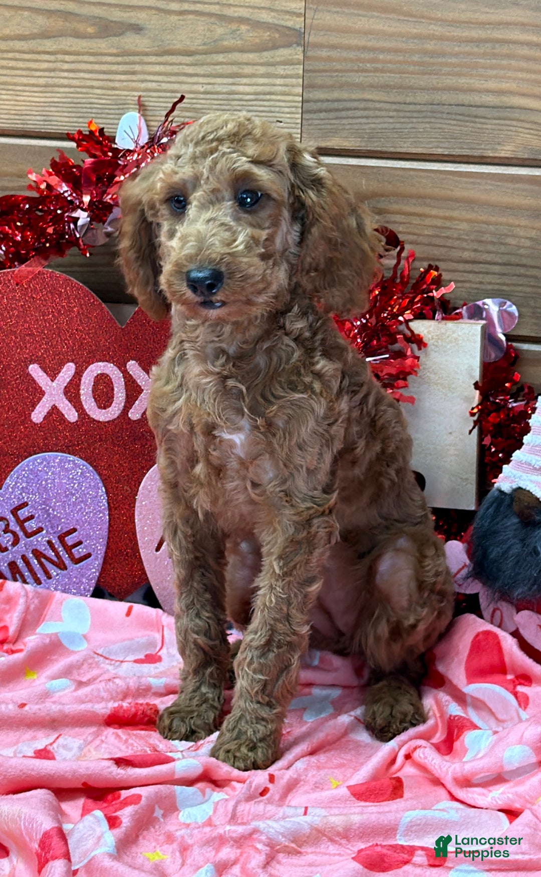 Mini Goldendoodle dogs for sale: Mini Goldendoodle Jackie - Ad 2