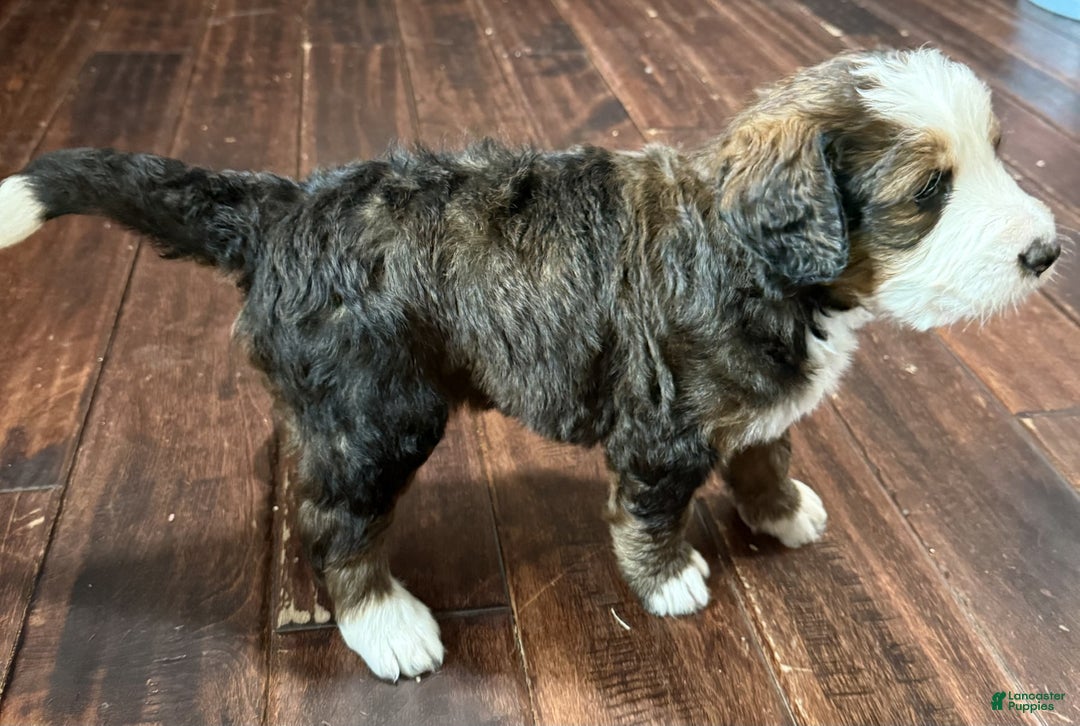 Bernedoodle dogs for sale: Tank - Ad 6