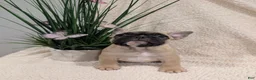 French Bulldog dogs for sale: French Bulldog Girl - Ad 2
