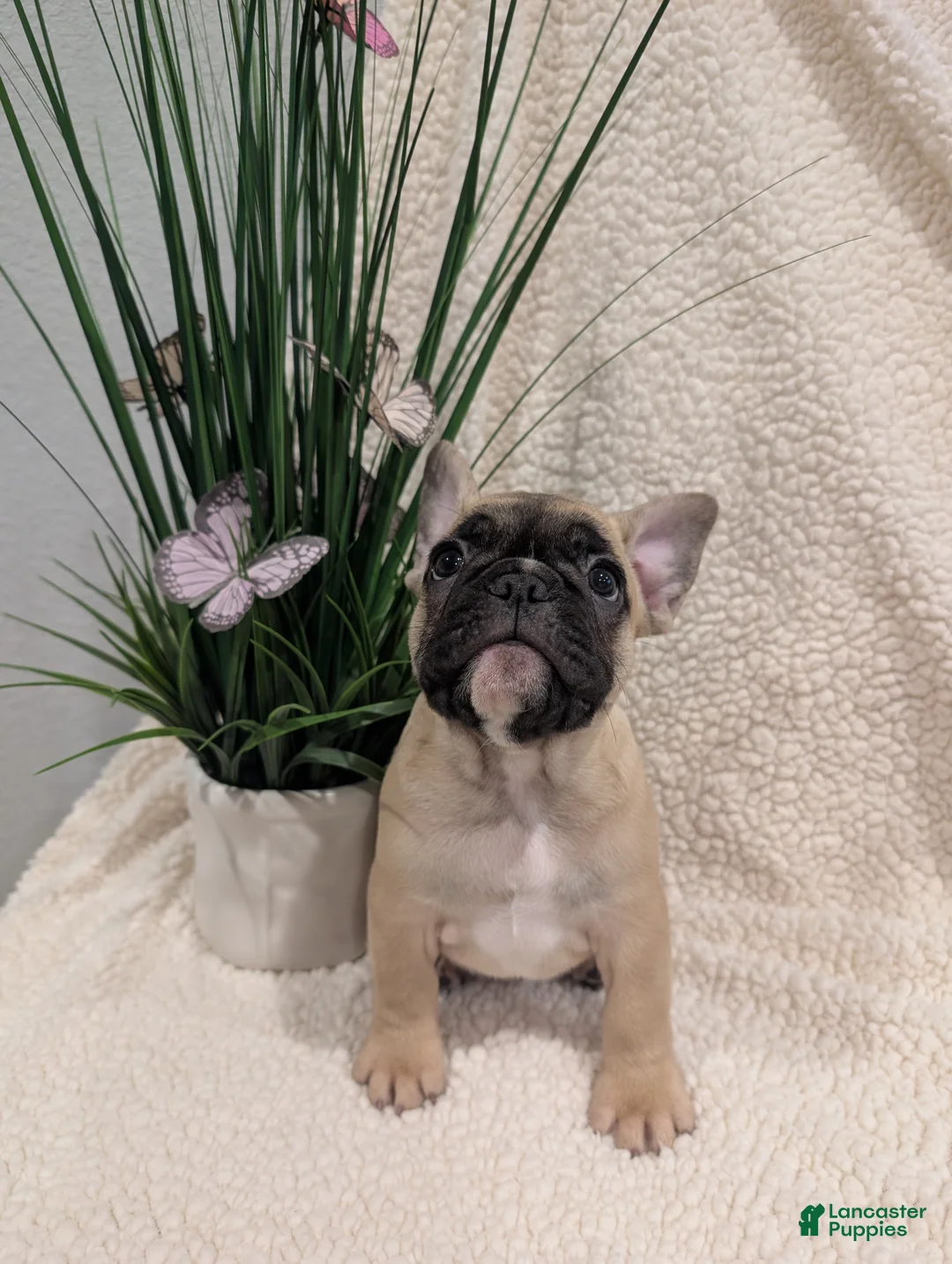 French Bulldog dogs for sale: French Bulldog Girl - Ad 2