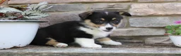 Welsh Corgi Pembroke dogs for sale: Dallas - Ad 3