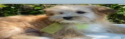Morkie dogs for sale: Nemo - Ad 4