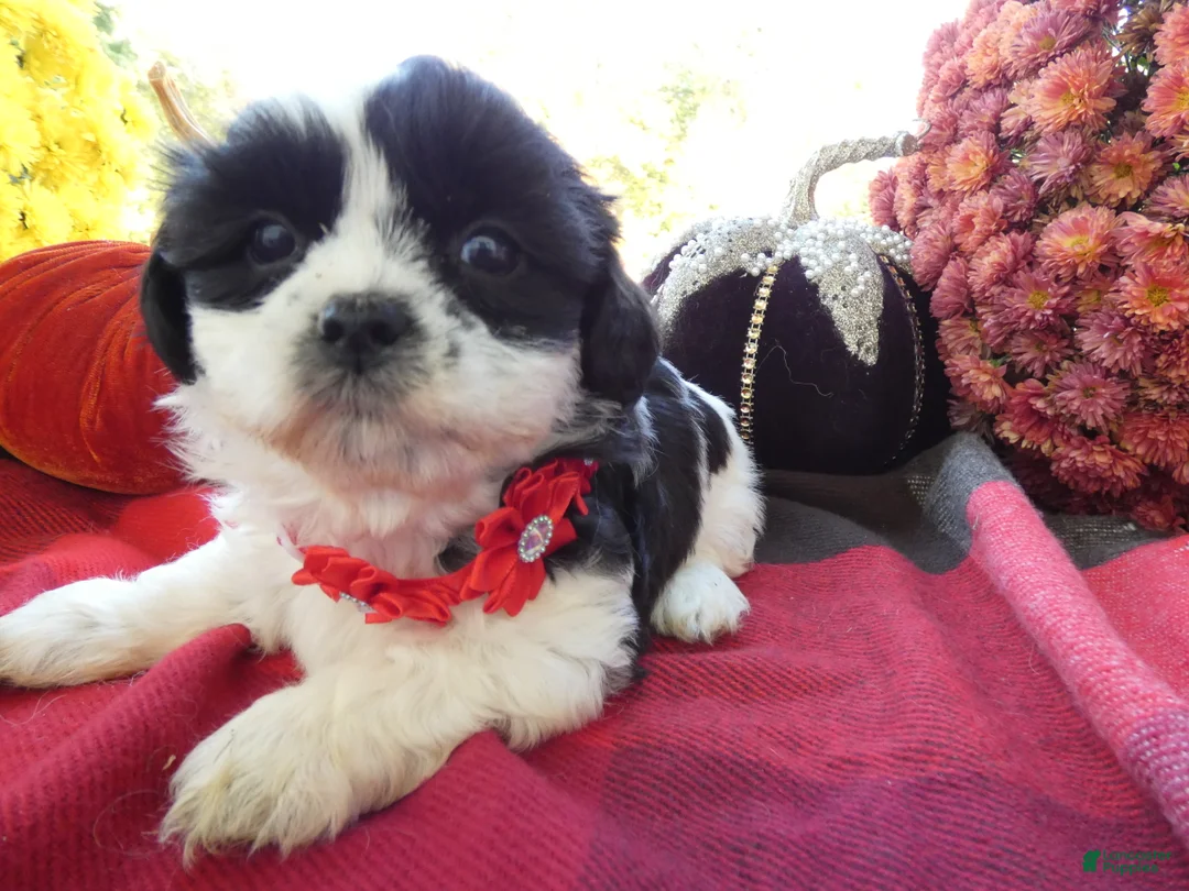 Shih Tzu dogs for sale: Shih Tzu 2 Darson - Ad 2