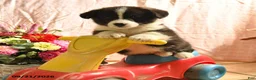 Welsh Corgi Pembroke dogs for sale: Panda - Ad 3