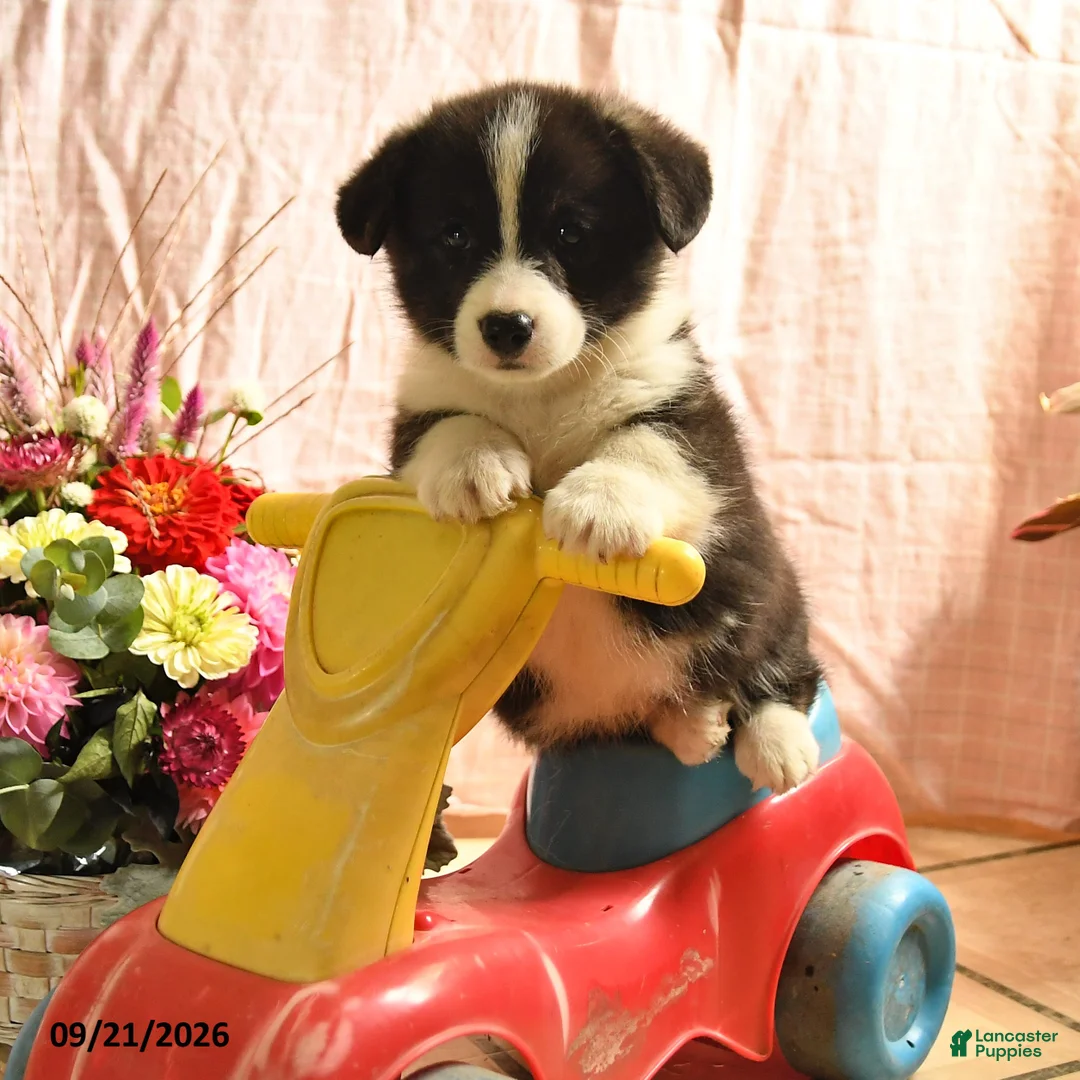 Welsh Corgi Pembroke dogs for sale: Panda - Ad 3