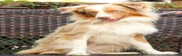 Miniature Australian Shepherd dogs for sale: Maverick - Ad 3