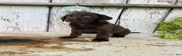 Labrador Retriever dogs for sale: Sutton - Ad 3