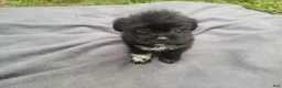 Morkie dogs for sale: Kim  - Ad 6