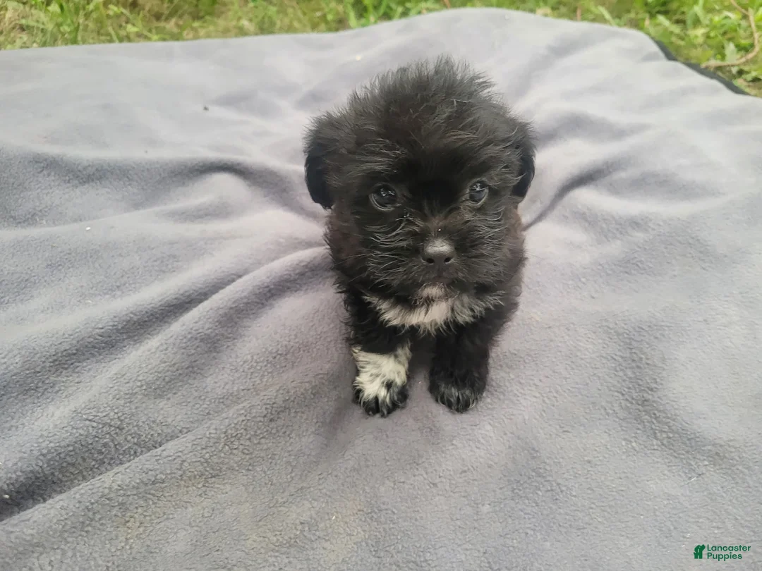 Morkie dogs for sale: Kim  - Ad 6