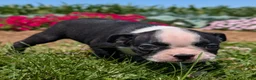 Boston Terrier dogs for sale: Hershey - Ad 6