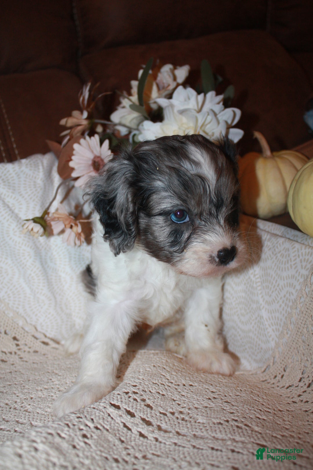 Cavapoo dogs for sale: Luke - Ad 4