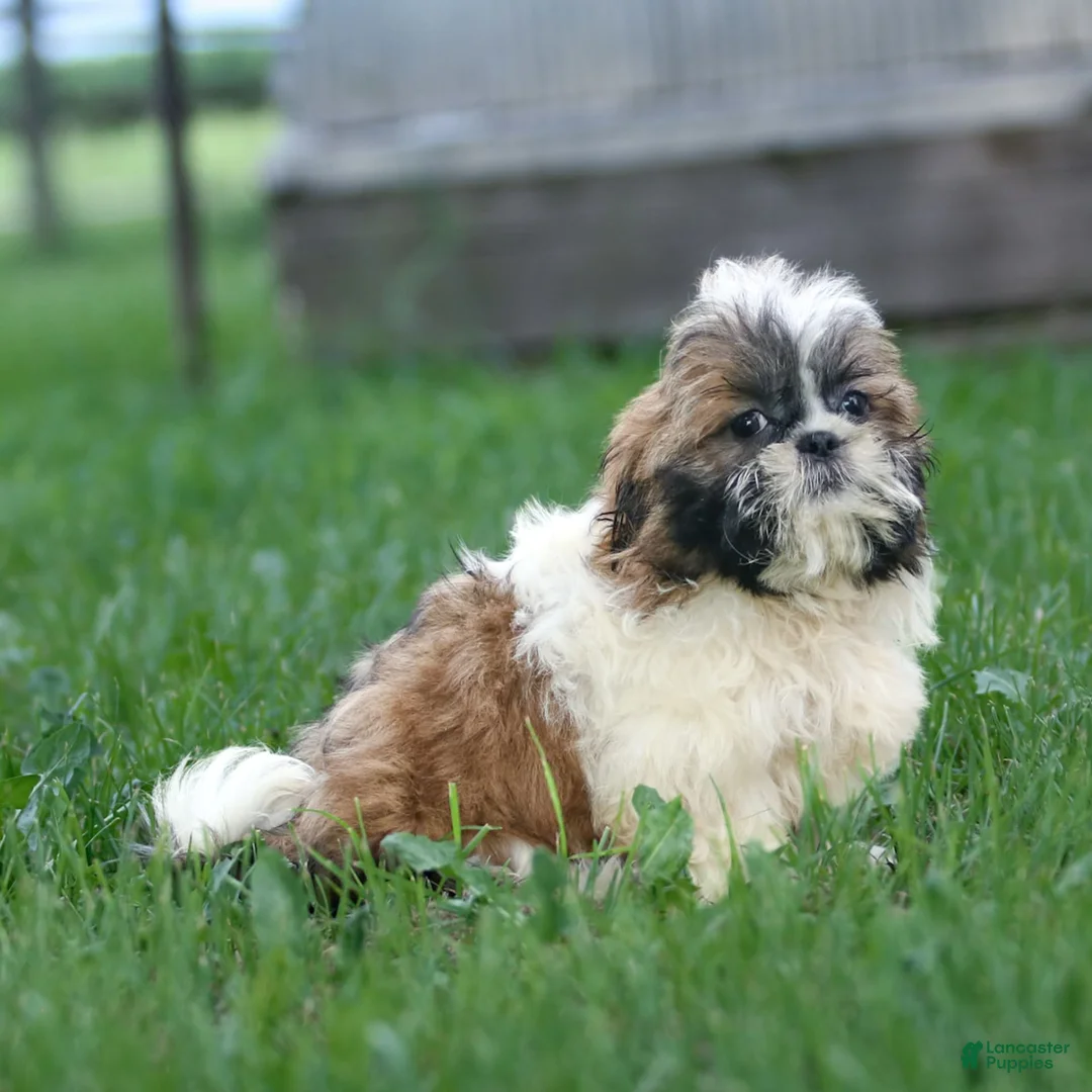 Shih Tzu dogs for sale: Charlie - Ad 12