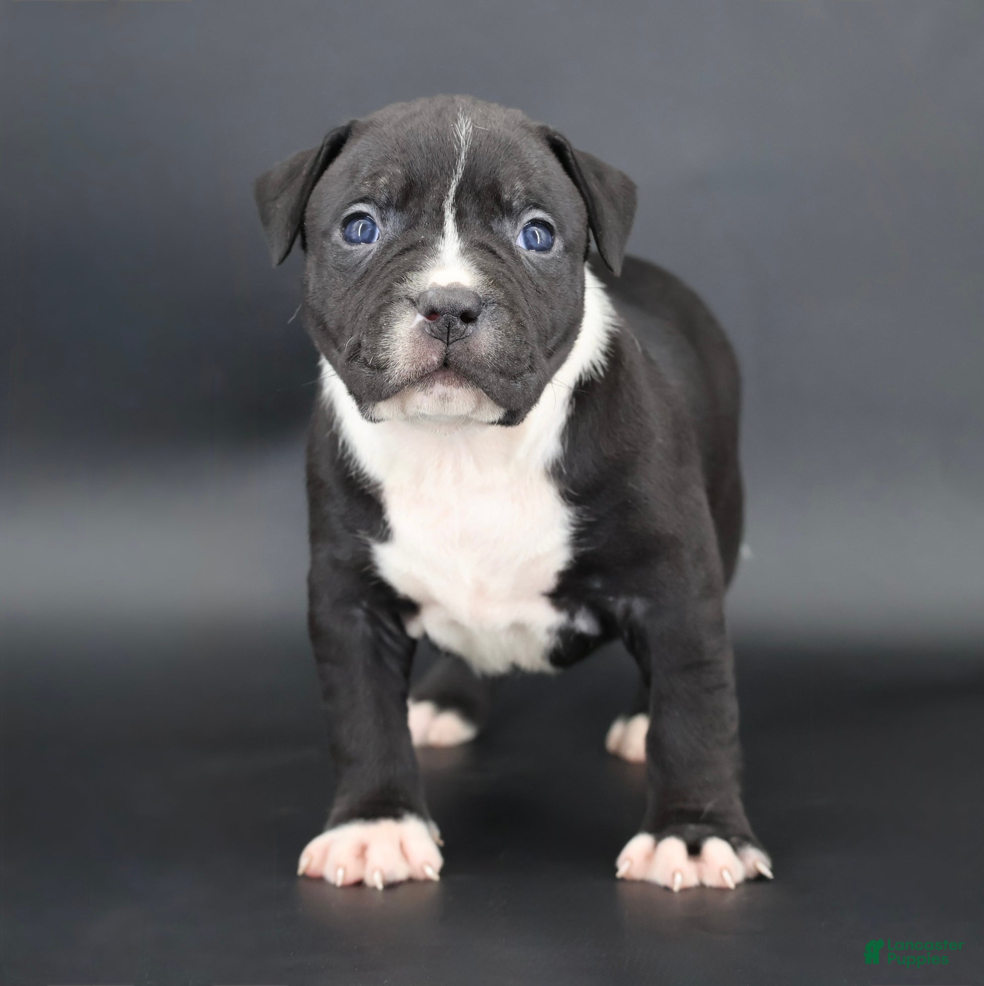 American Bully dogs Camellia - Ad 1