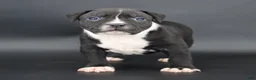 American Bully dogs for sale: Camellia - Ad 5