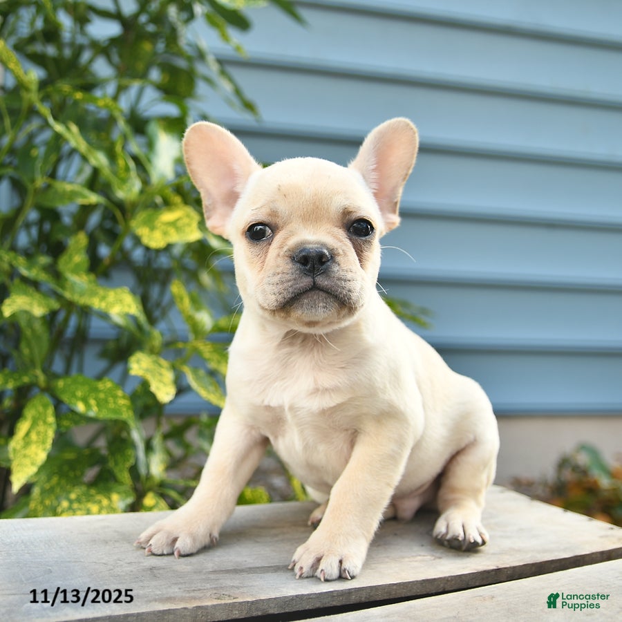 French Bulldog dogs Liam  - Ad 20
