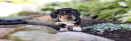 Miniature Dachshund dogs for sale: Duke - Ad 14