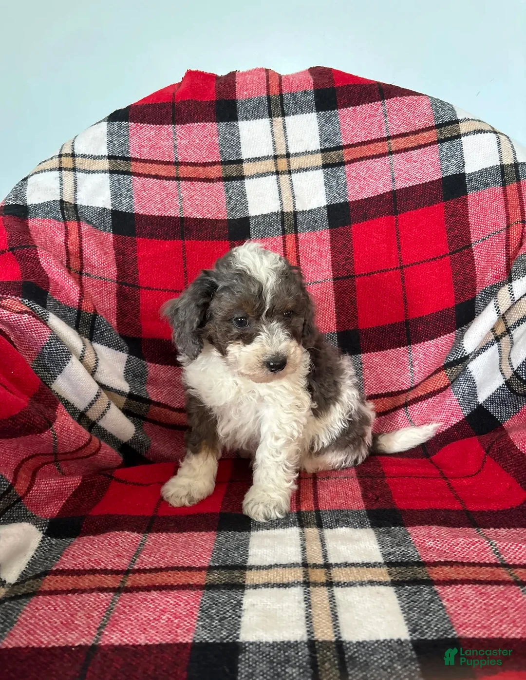 Miniature Poodle dogs for sale: Jasper - Ad 3