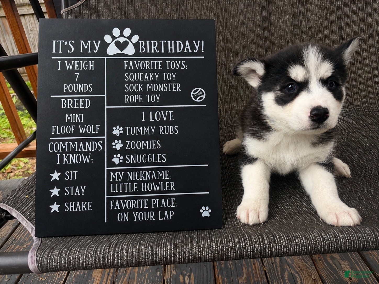 Mixed Breed dogs Princess - Ad 29