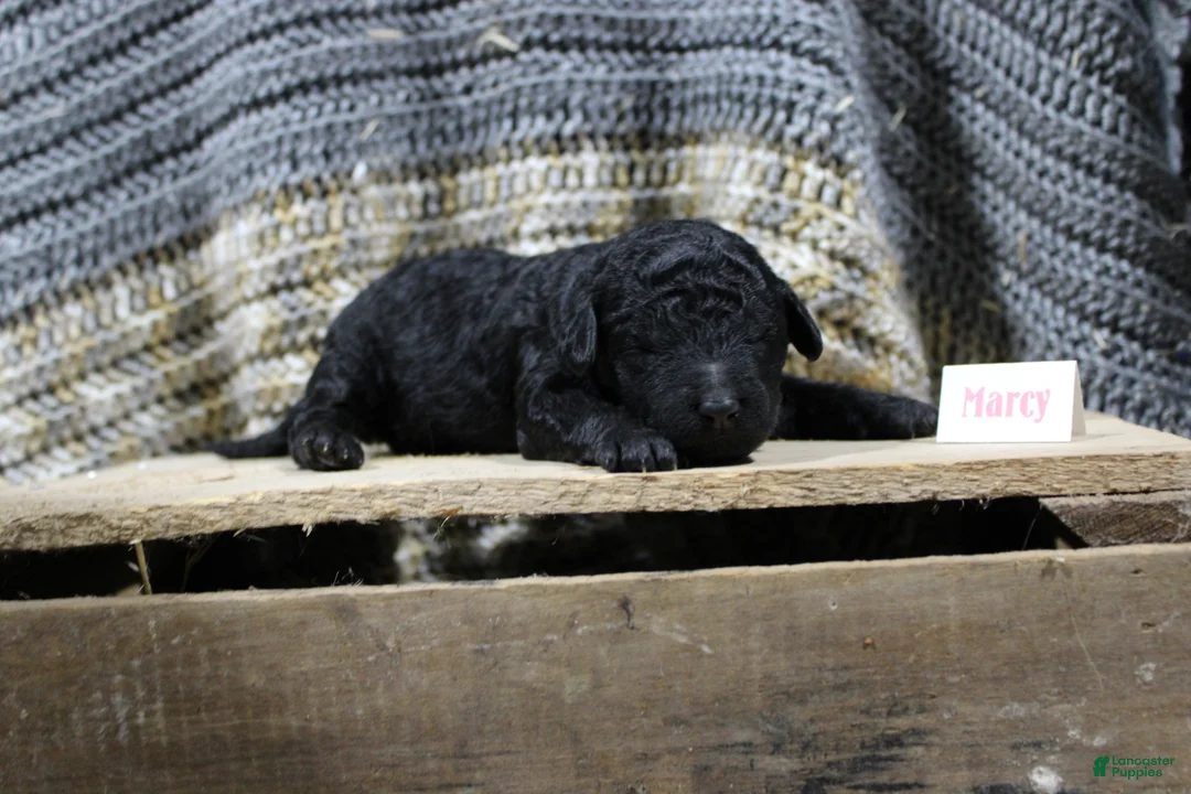 Mini Goldendoodle dogs for sale: Marcy - Ad 1