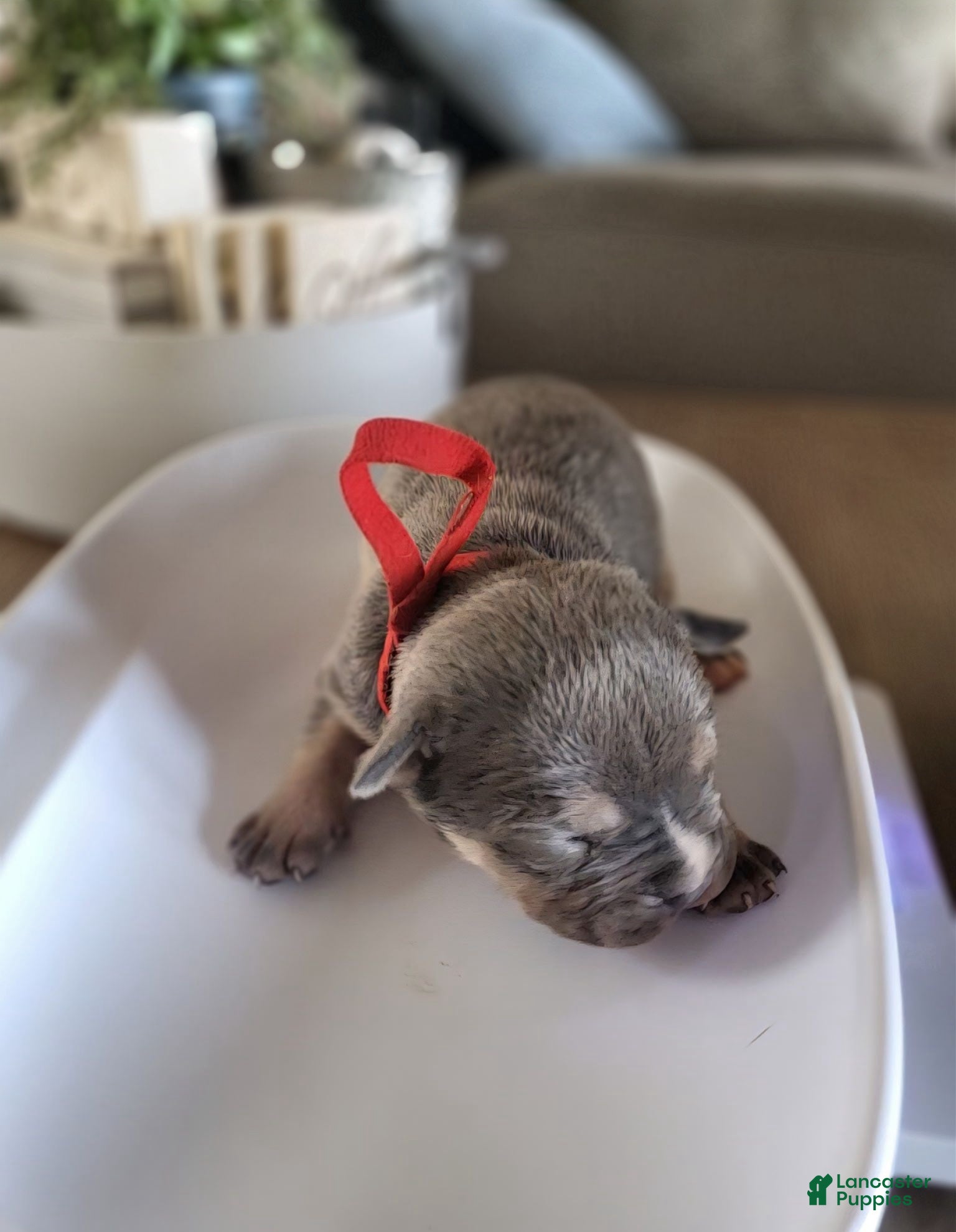 American Bully dogs Collins - Ad 1
