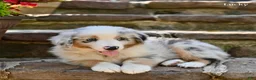 Australian Shepherd dogs for sale: Lucky - Ad 4