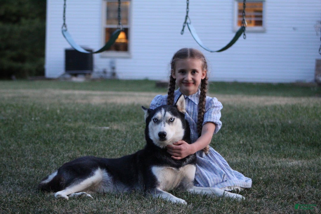 Siberian Husky dogs for sale: Siberian Husky Puppy 1 - Ad 1