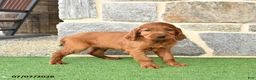 Irish Setter dogs for sale: Cuddles - Ad 2
