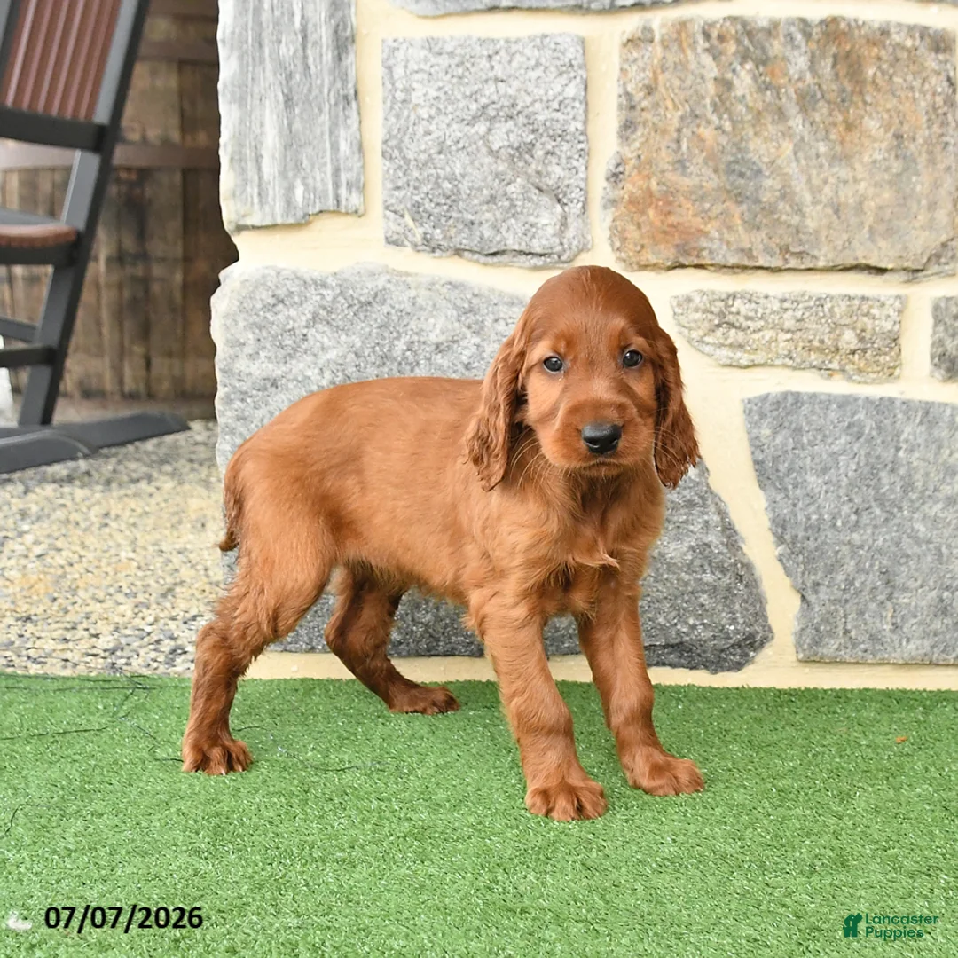 Irish Setter dogs for sale: Cuddles - Ad 2