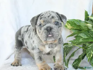 English Bulldog dogs for sale: Mr Blueberry - Ad 1