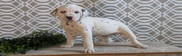Dalmatian dogs for sale: Kody - Ad 2