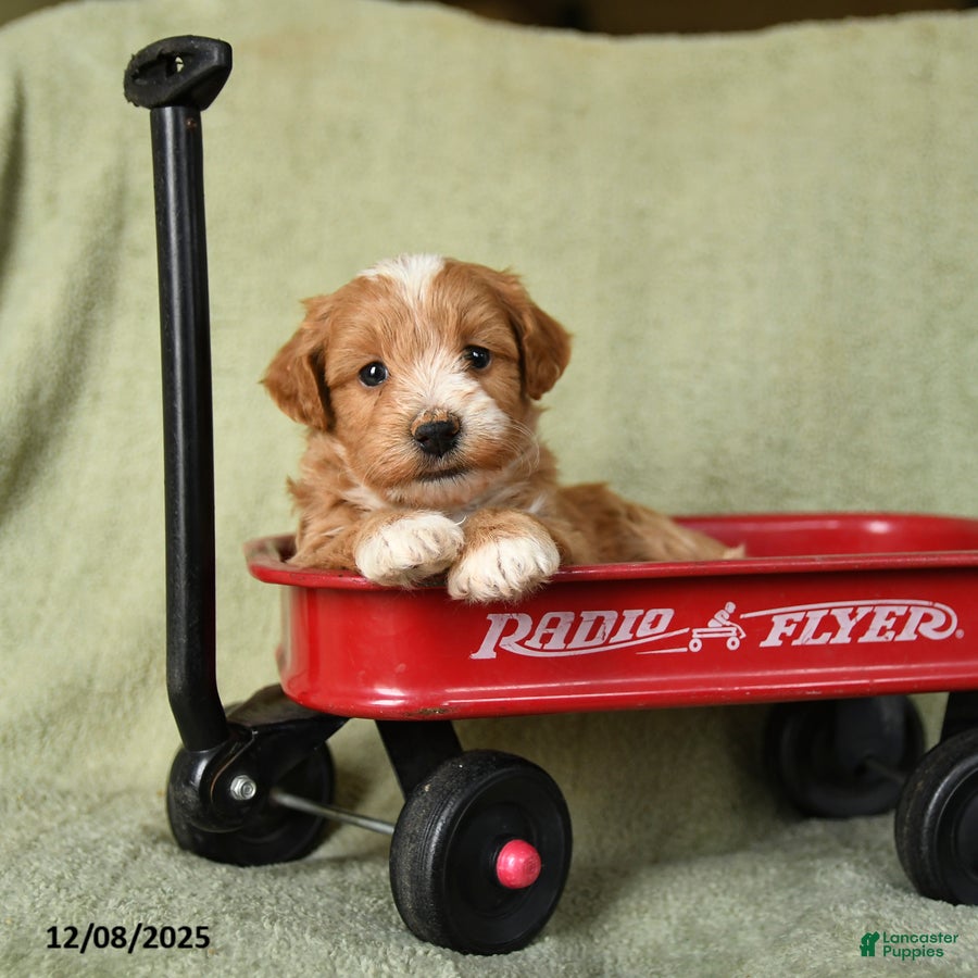 Havapoo dogs Liam - Ad 5