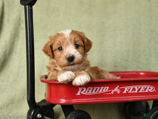 Havapoo dogs Liam - Ad 29