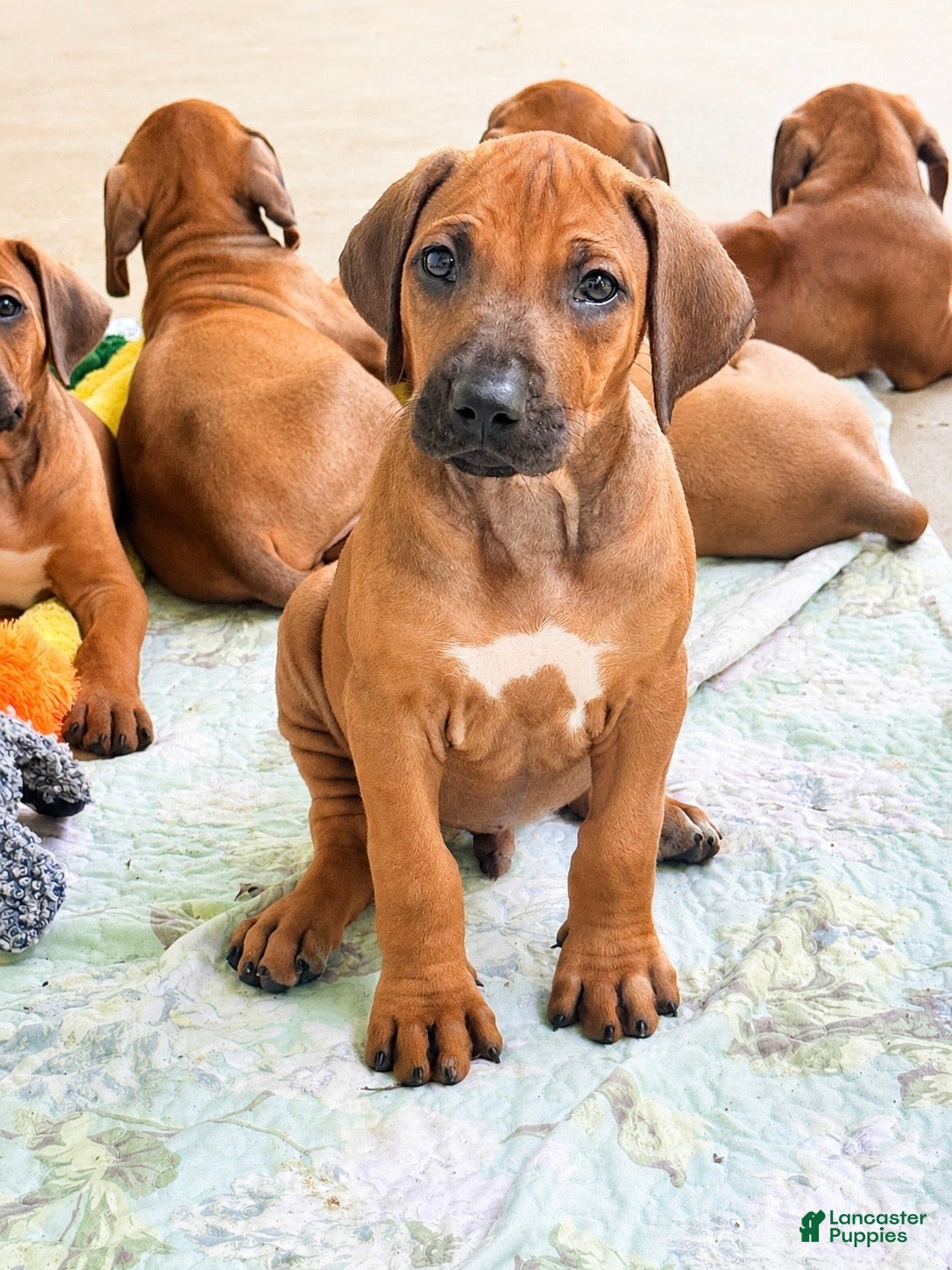 Rhodesian Ridgeback dogs Rhodesian Ridgeback Mr Royal Blue - Ad 1