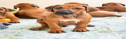 Rhodesian Ridgeback dogs for sale: Rhodesian Ridgeback Mr Royal Blue - Ad 2