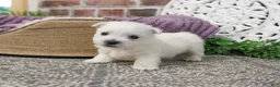 West Highland Terrier dogs for sale: Oana  - Ad 2