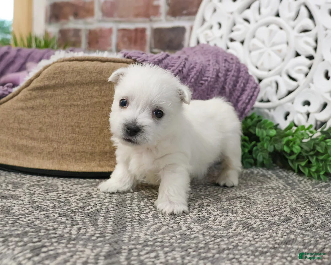 West Highland Terrier dogs for sale: Oana  - Ad 2