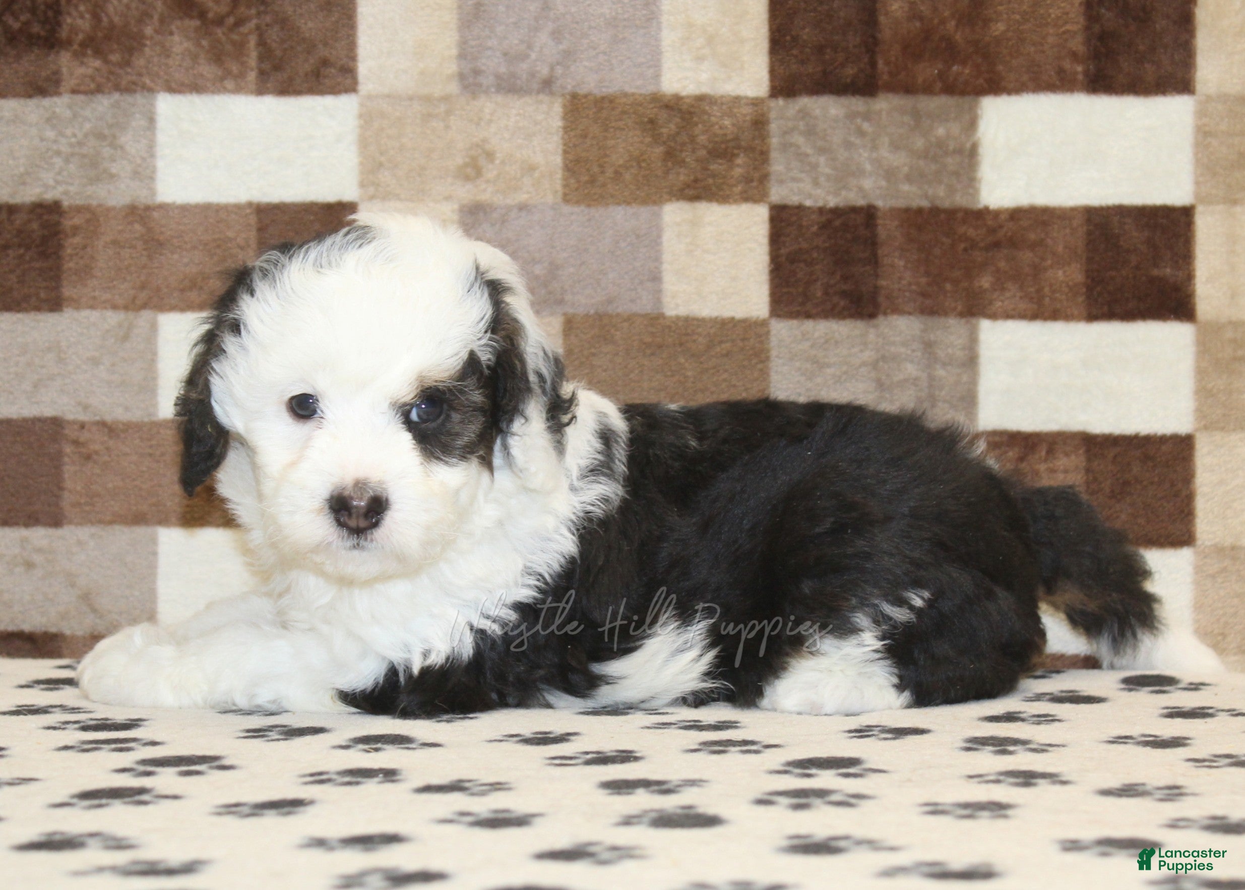 Mini Bernedoodle dogs Luke - Ad 2