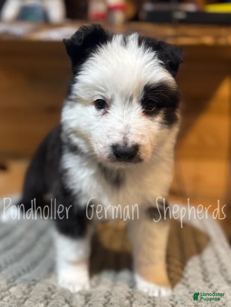 German Shepherd dogs Panda - Black/White - Ad 1