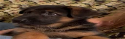 German Shepherd dogs for sale: Veronica - Ad 4