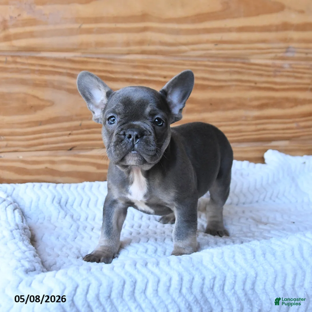 French Bulldog dogs for sale: Holly - Ad 2