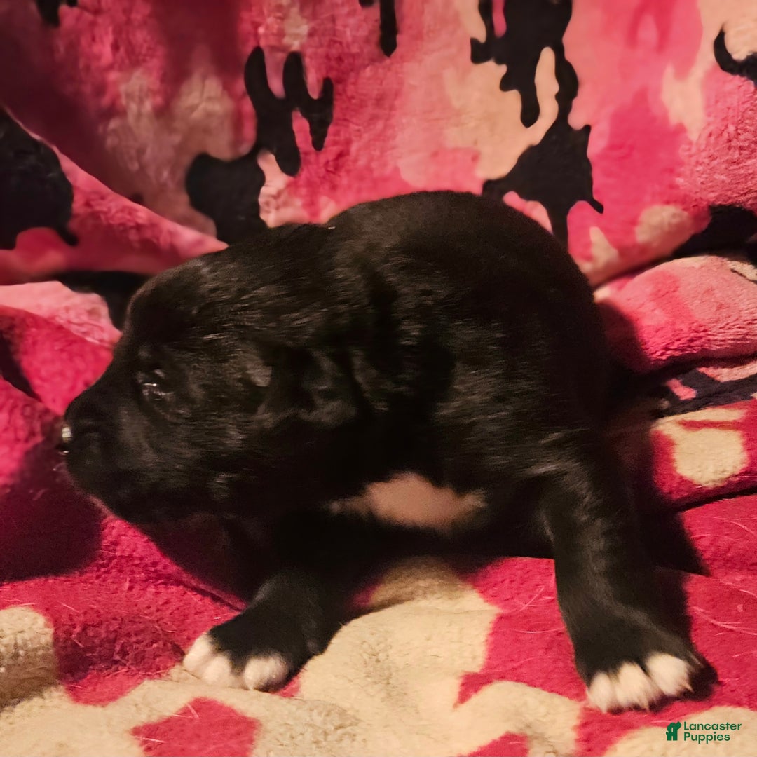 Border Collie dogs for sale: Joker - Ad 10