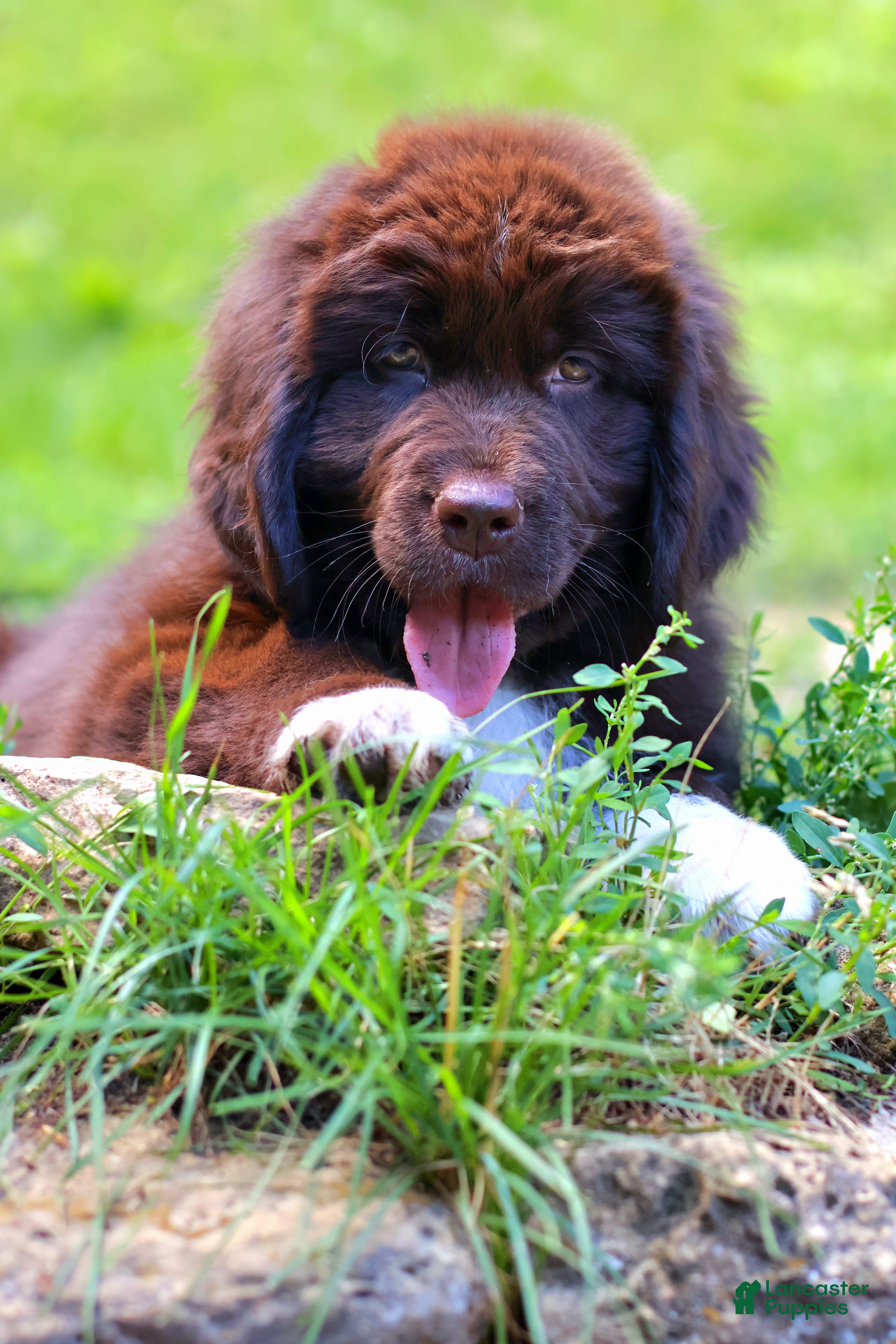 Newfoundland dogs Peach - Ad 2