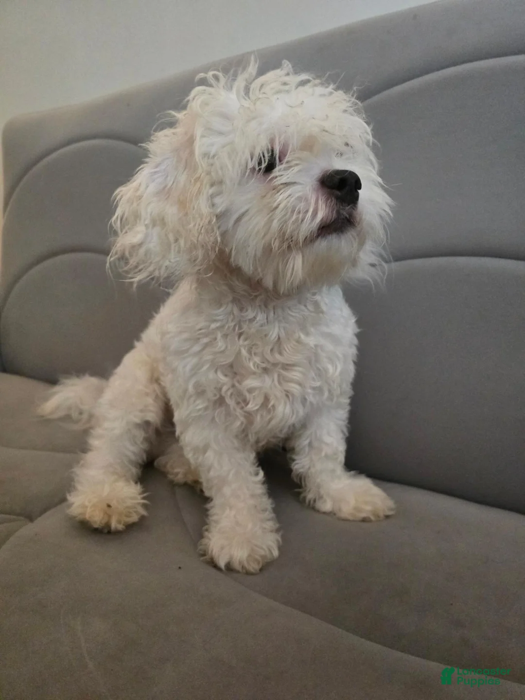 Maltese dogs for sale: Maltese 1 - Ad 2
