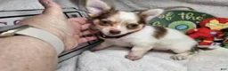 Chihuahua dogs for sale: Jimmy Neutronn - Ad 3