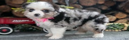 Miniature Australian Shepherd dogs for sale: Beauty - Ad 1