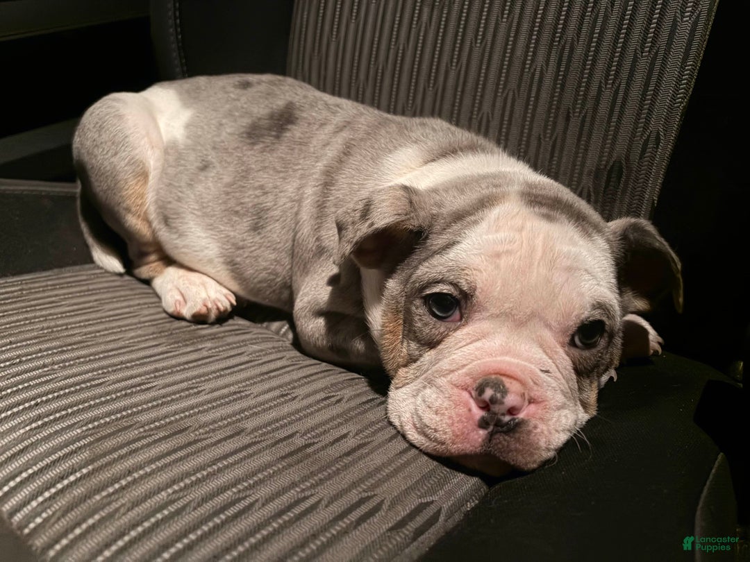 Olde English Bulldogge dogs for sale: Mr. Pibb! - Ad 5