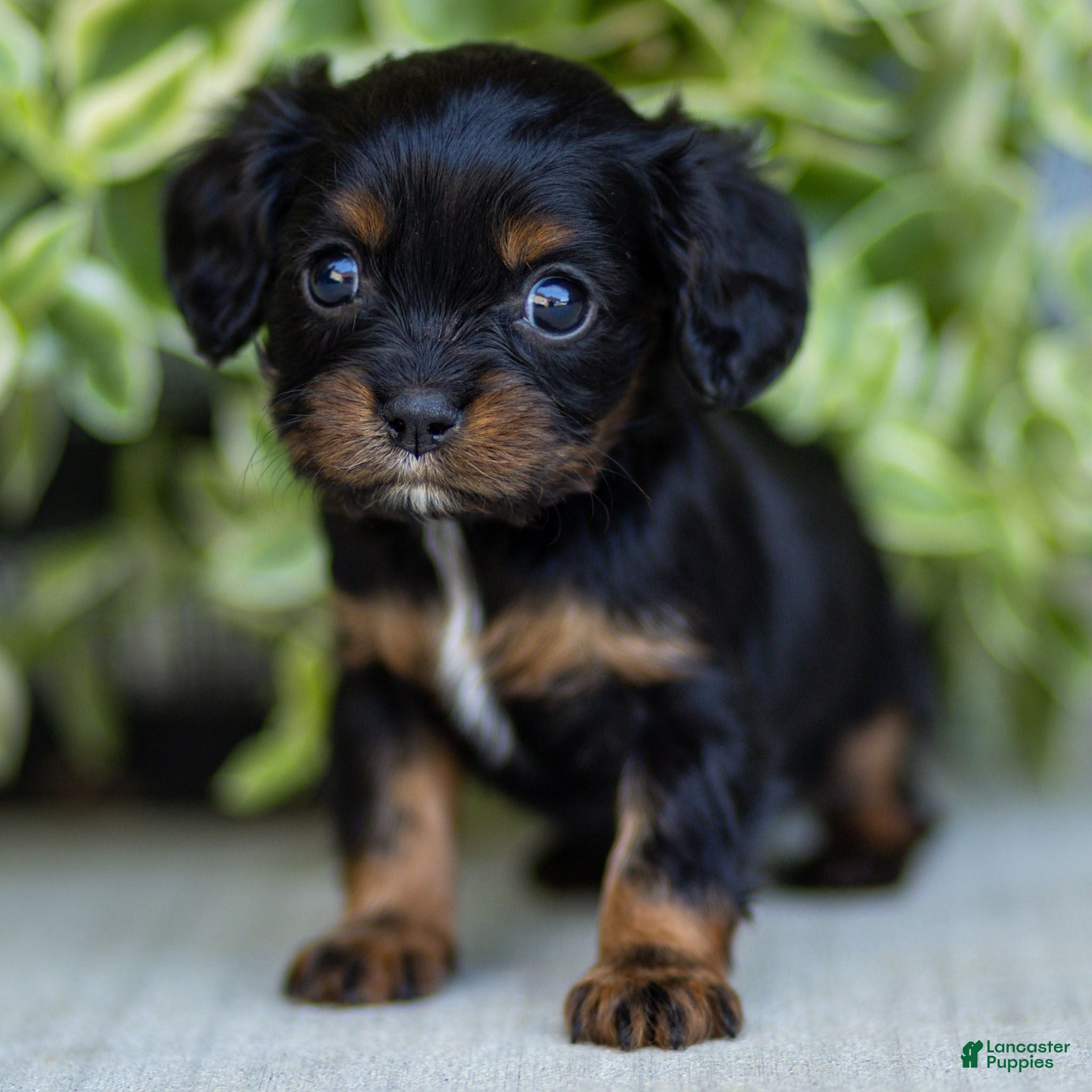 Cavalier King Charles Spaniel dogs Abby - Ad 1