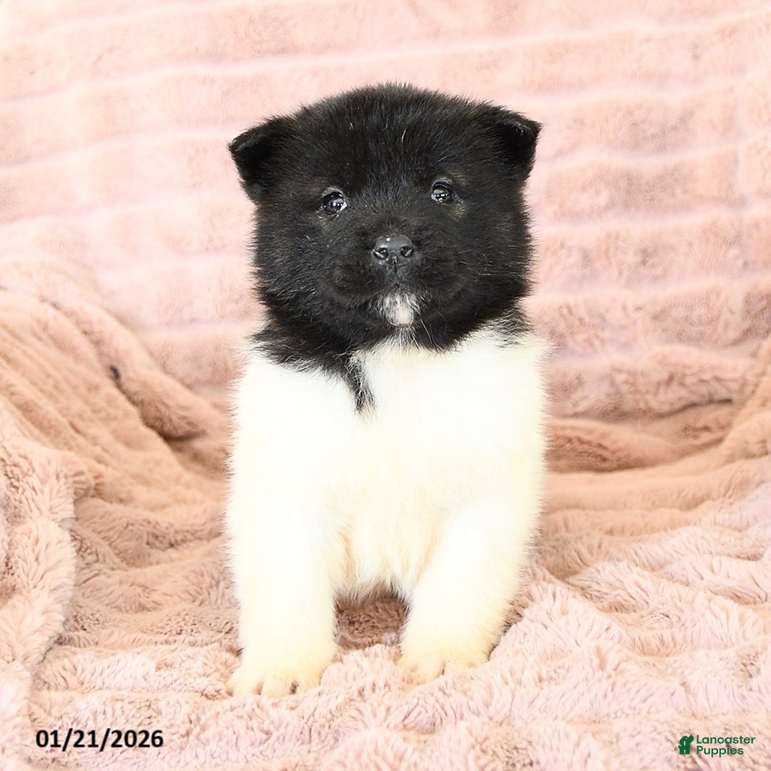 Akita dogs for sale: Fancy - Ad 5