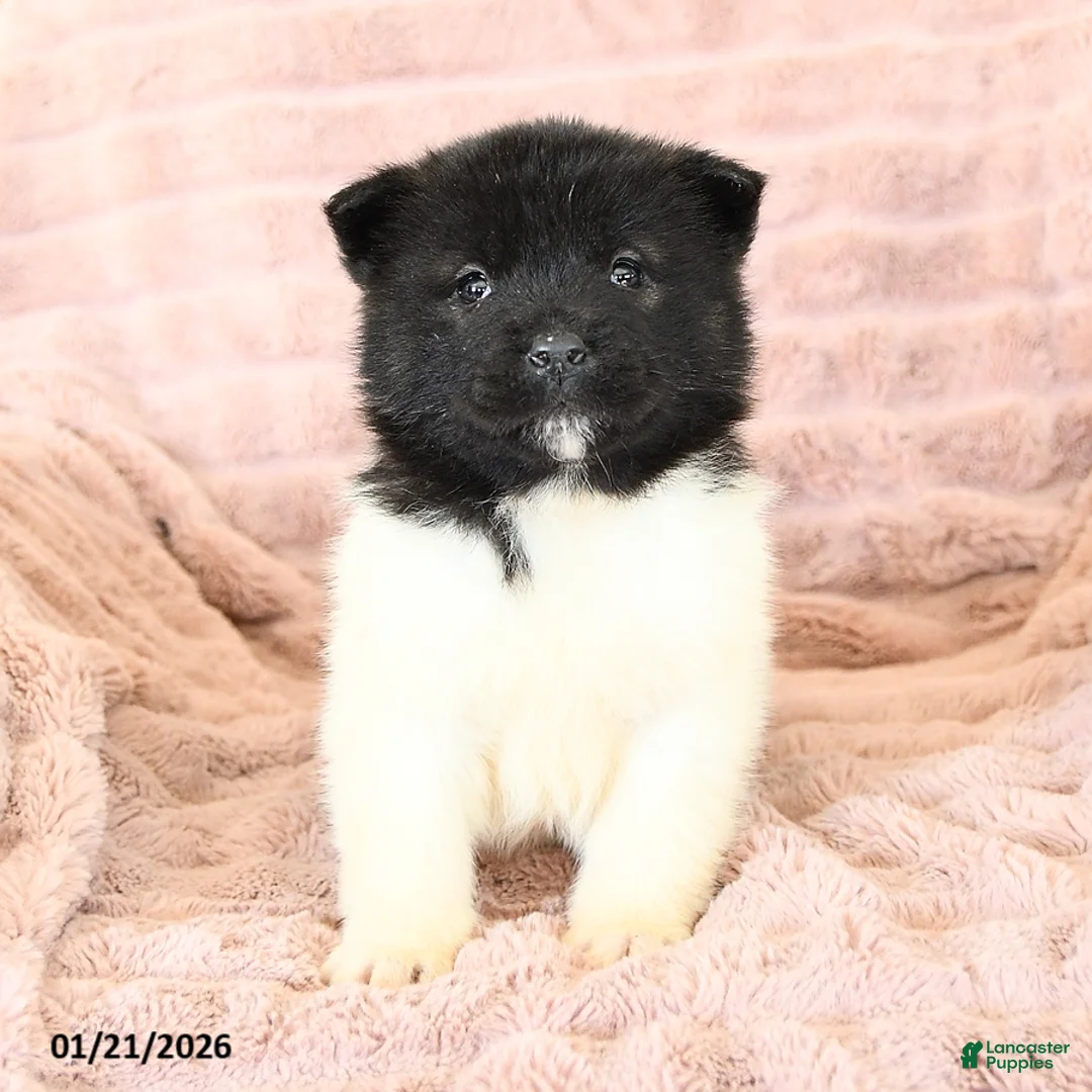 Akita dogs for sale: Fancy - Ad 10
