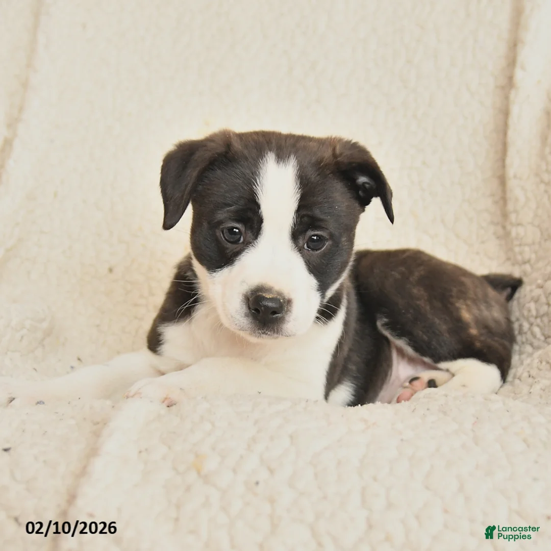 Mixed Breed dogs for sale: Megan - Ad 3